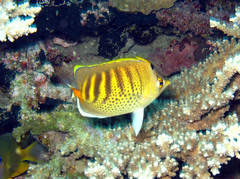 Chaetodon punctatofasciatus