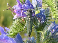 Phytoecia caerulescens