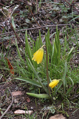 Fritillaria pudica