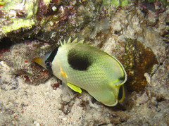 Chaetodon rafflesii