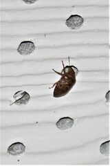 Diolcus chrysorrhoeus