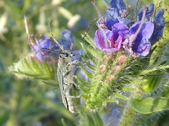 Phytoecia caerulescens