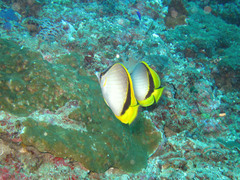 Chaetodon selene