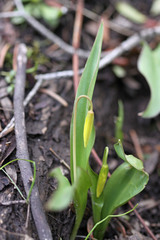Fritillaria pudica