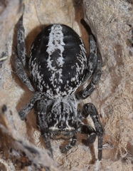 Stegodyphus lineatus