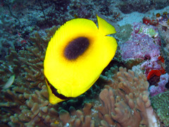 Chaetodon speculum