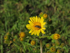 Astylus quadrilineatus