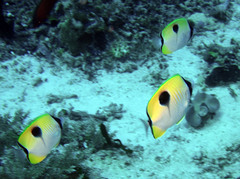 Chaetodon unimaculatus