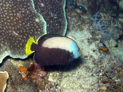 Chaetodontoplus dimidiatus