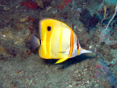 Chelmon rostratus