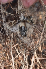 Stegodyphus lineatus