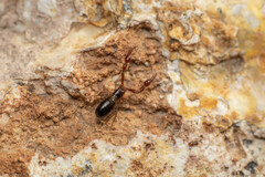 Neobisium