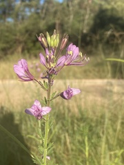 Cleome hirta