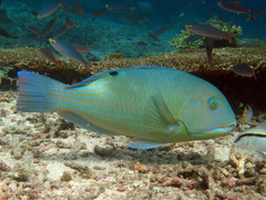 Choerodon schoenleinii