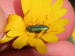 Psilothrix viridicoerulea