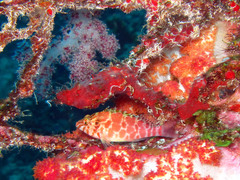 Cirrhitichthys aprinus