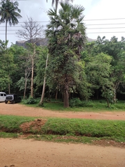 Borassus flabellifer