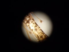 Brachypremna williamsoni