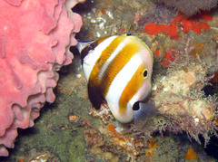 Coradion chrysozonus