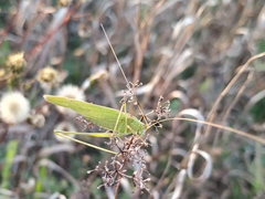 Phaneroptera falcata