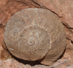 Iberus gualtieranus gualtieranus