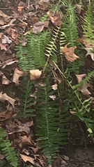 Polystichum acrostichoides