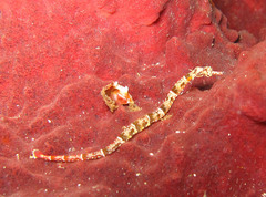 Corythoichthys amplexus