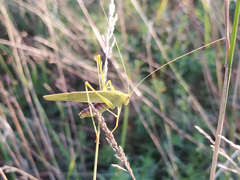 Phaneroptera falcata