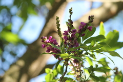 Lonchocarpus nitidus