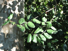 Myrcianthes fragrans