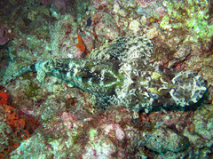 Cymbacephalus beauforti