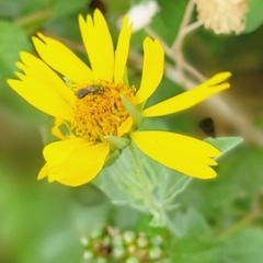 Agapostemon melliventris