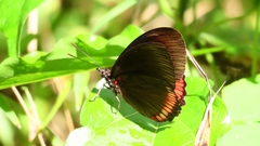 Biblis hyperia
