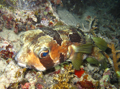 Diodon liturosus