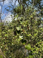 Xylosma flexuosa