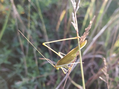 Phaneroptera falcata