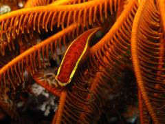 Crinoid Clingfish photo 3