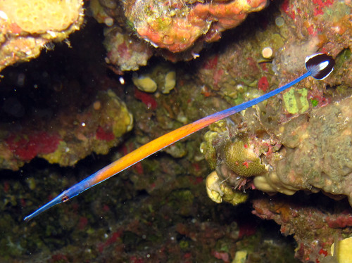 Cleaner pipefish (Doryrhamphus janssi) — Syngnathidae — 2