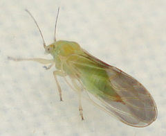 Cacopsylla brunneipennis