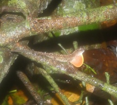 Anolis humilis