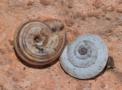 Xerocrassa subrogata