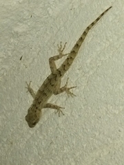 Mediodactylus kotschyi