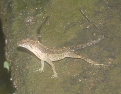 Anolis humilis