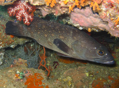 Epinephelus coeruleopunctatus