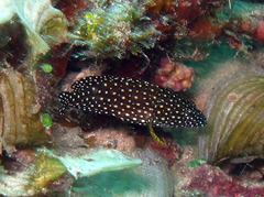 Epinephelus ongus