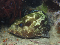 Epinephelus polyphekadion