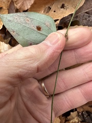 Smilax glauca