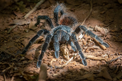 Lasiodora