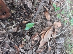 Acianthus sinclairii