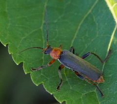 Cantharis pellucida